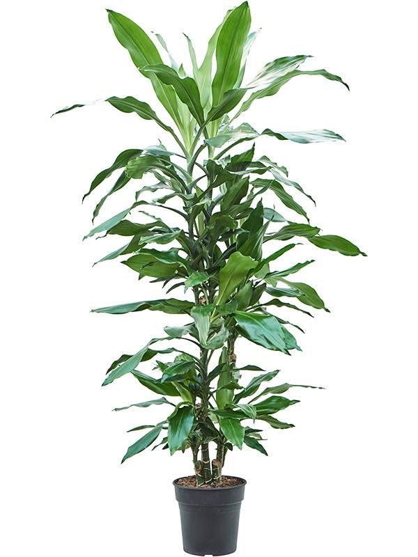 Dracaena fragrans 'Burundii', D 21