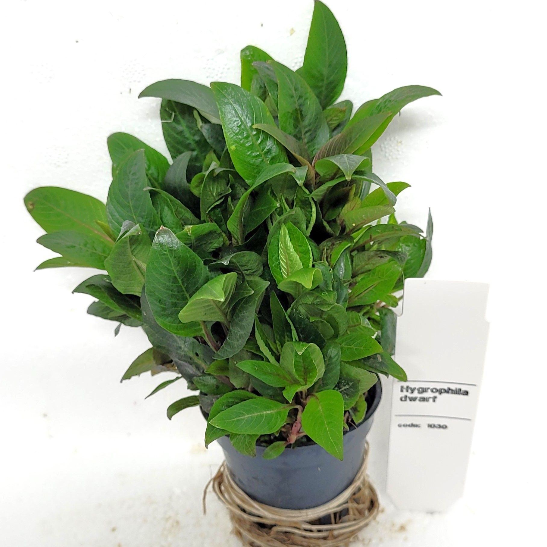 Nomaphila siamensis parvifolia, D 5