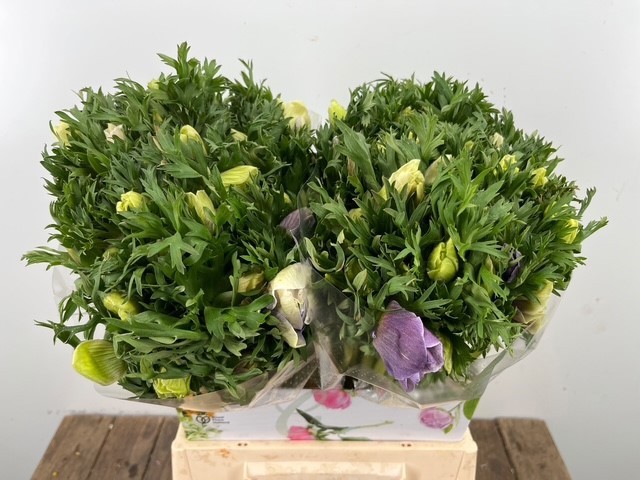 Анемон Галил Пастель 45, шт.