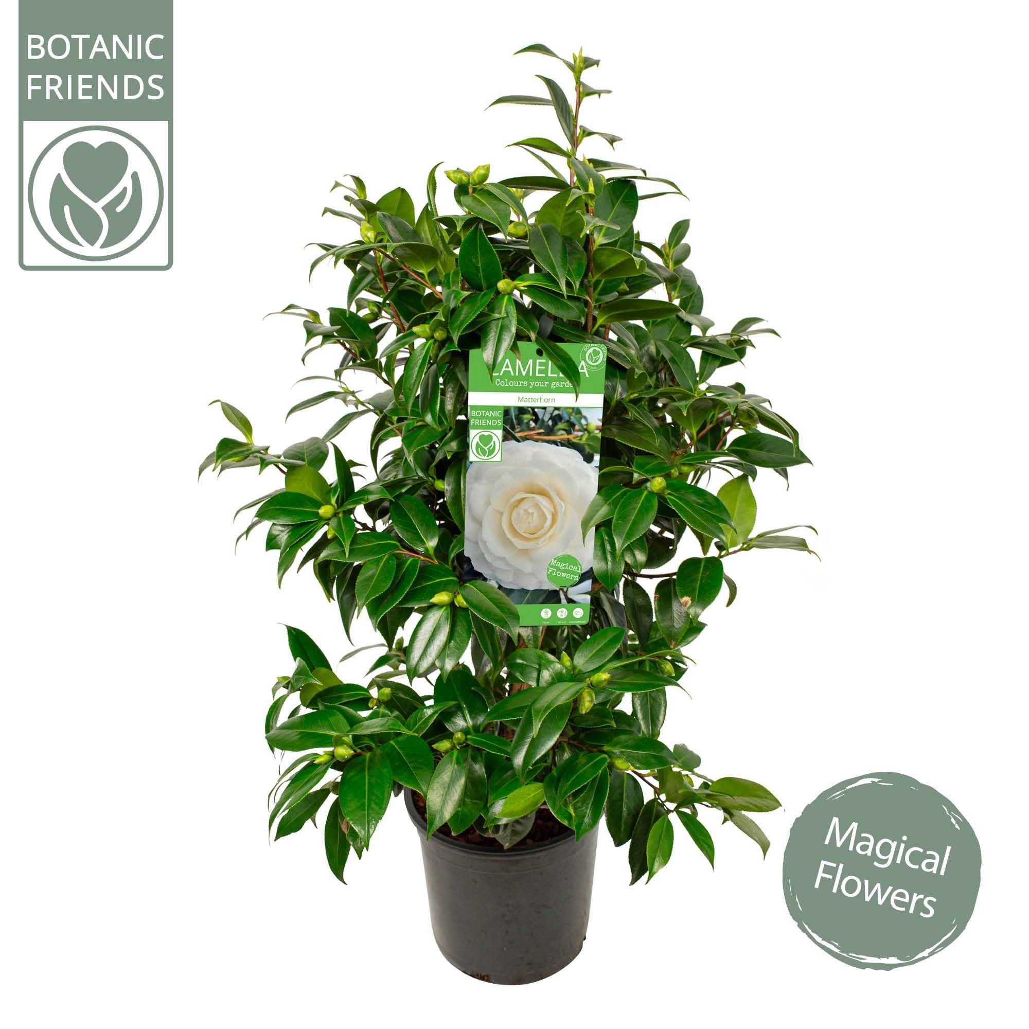 Camellia jap. 'Matterhorn', D 24