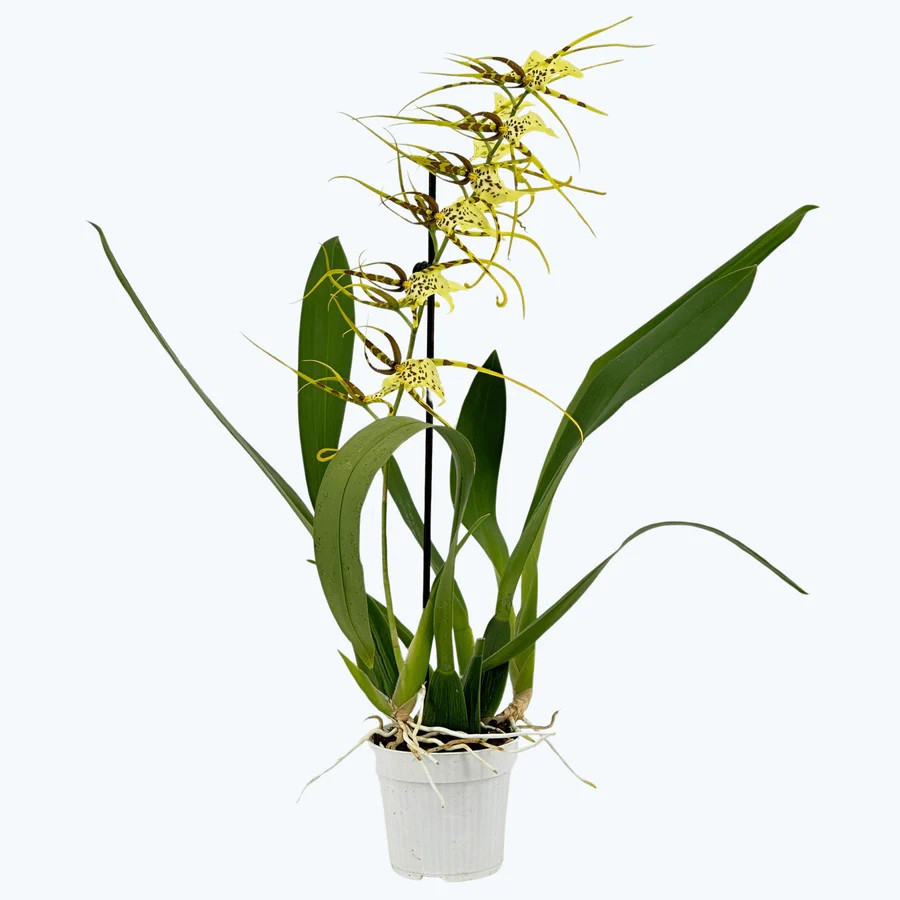 Brassia 'Fabian', D 12 cm