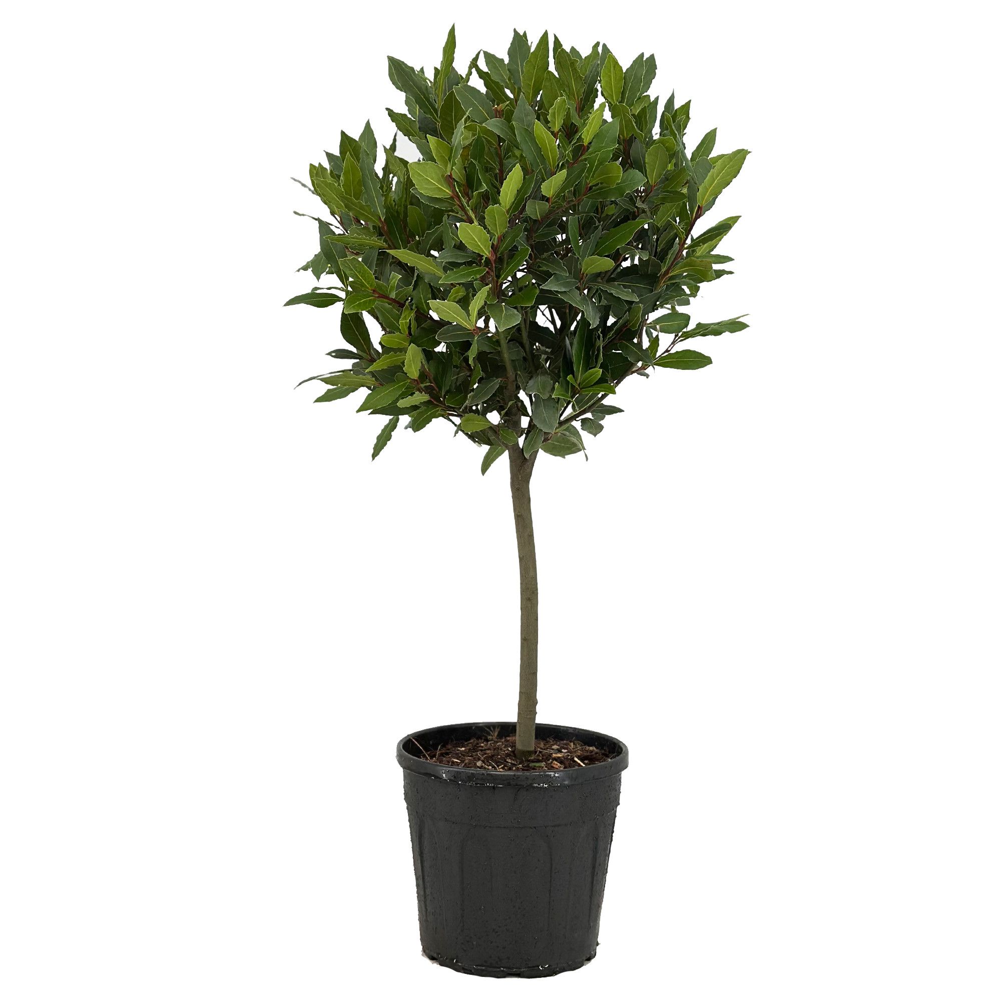 Laurus nobilis Bol op stam, D 25