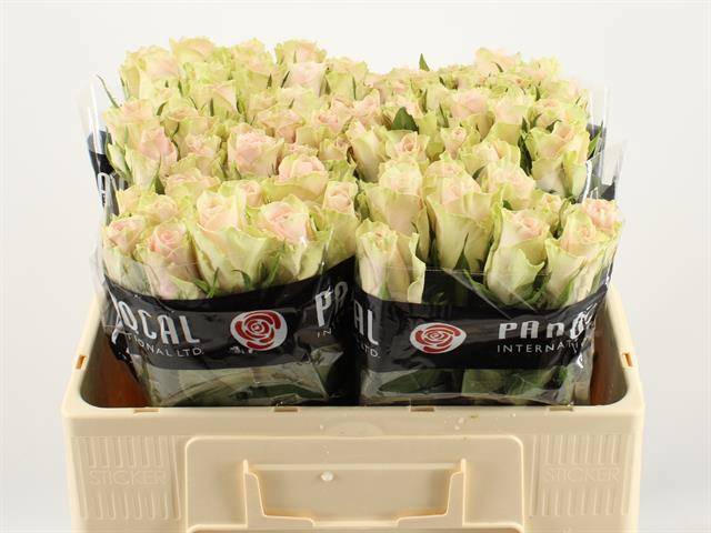 Роза од. Пинк Атена 50, шт.