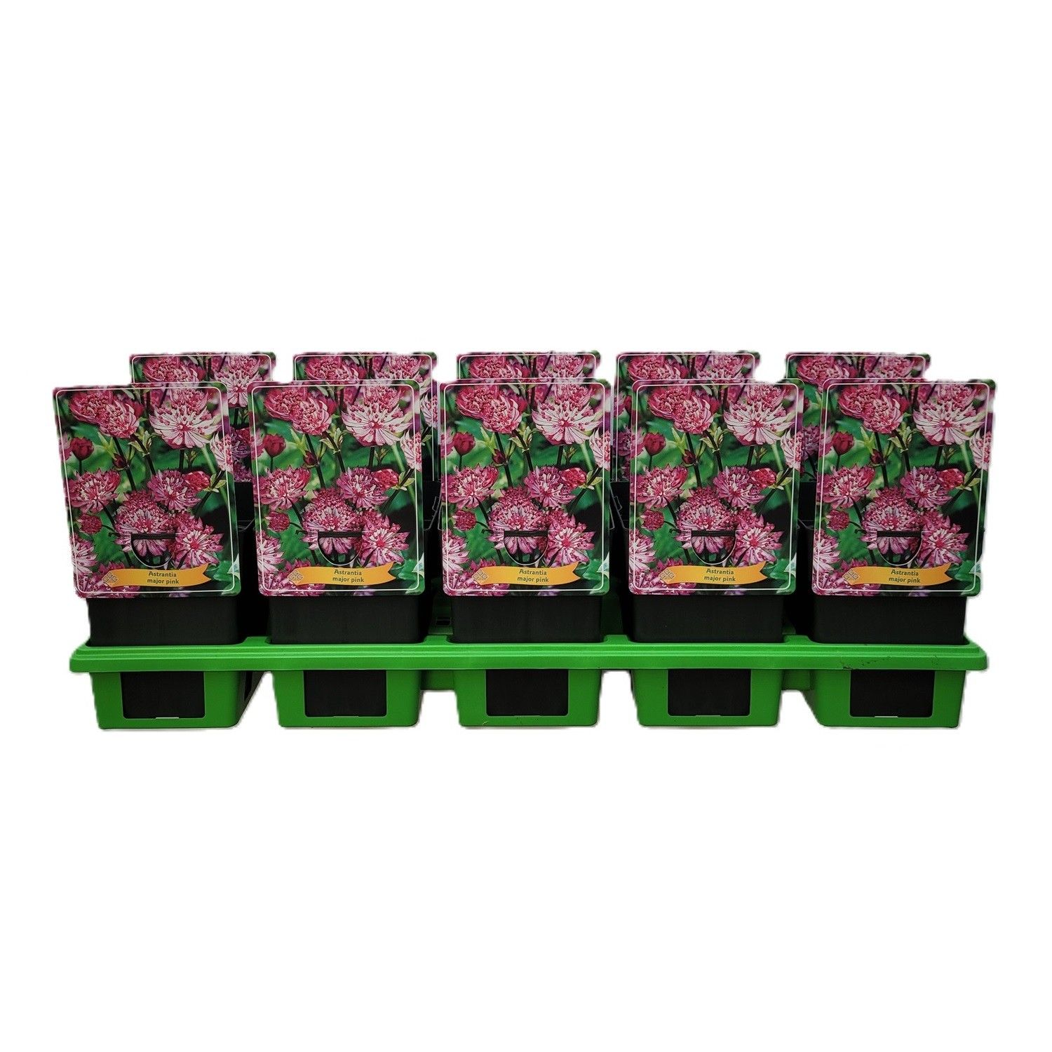 Astrantia Major Pink P11, D 11