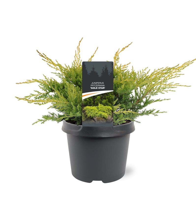 Juniperus pfitzeriana 'Gold Star', D 19
