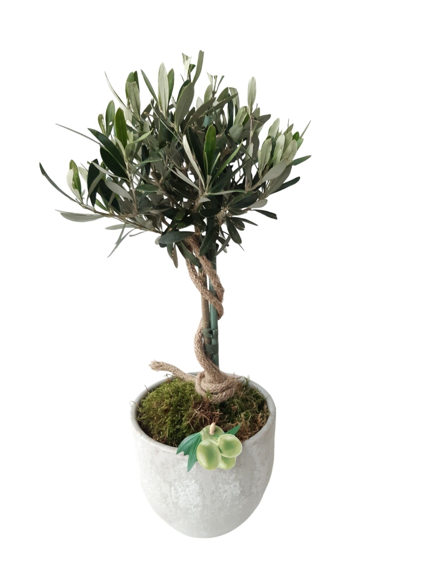 PP16OC45 Bolpot 16cm White Olea Europea 45cm, D 16