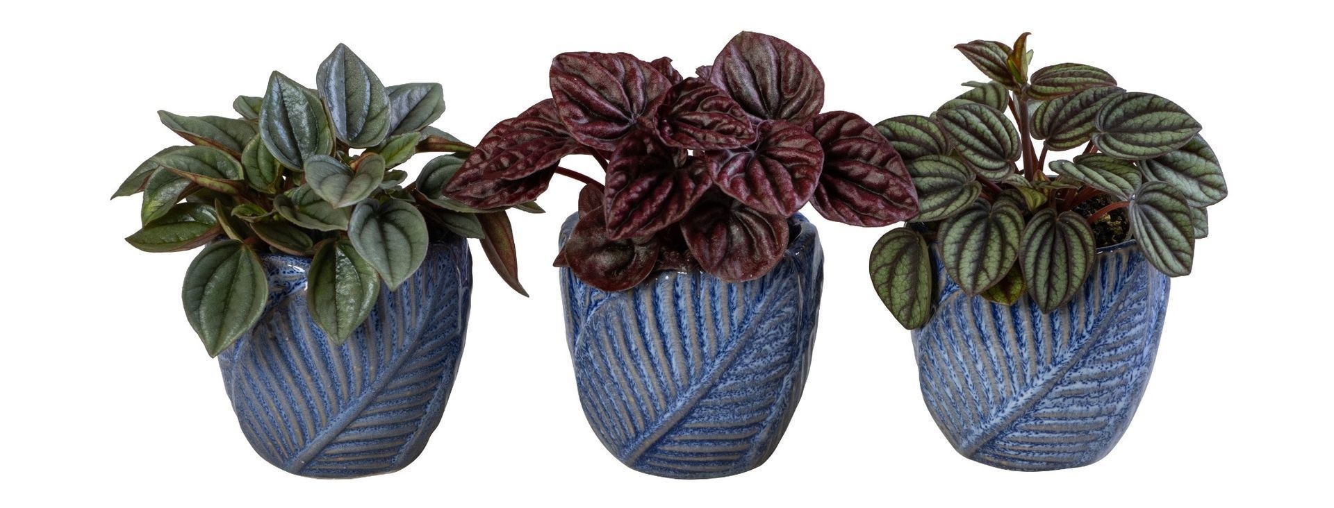 L 66060 With Peperomia Caperata Mix 6 cm, D 6