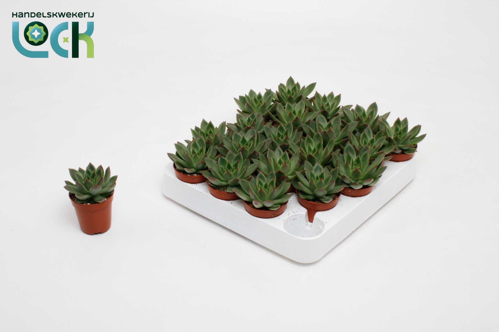 Echeveria Mexico, D 5,5