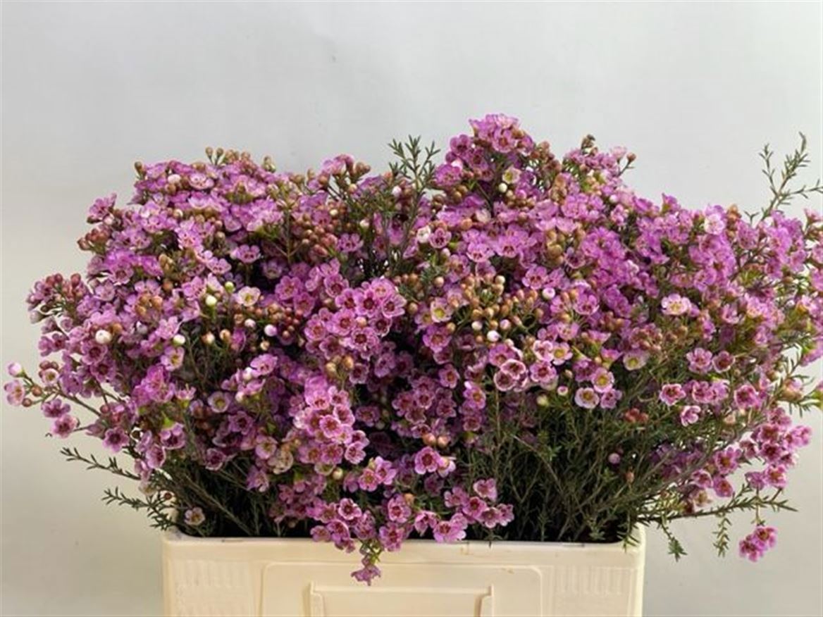 Шамелациум Ади 60 (роз.), шт.