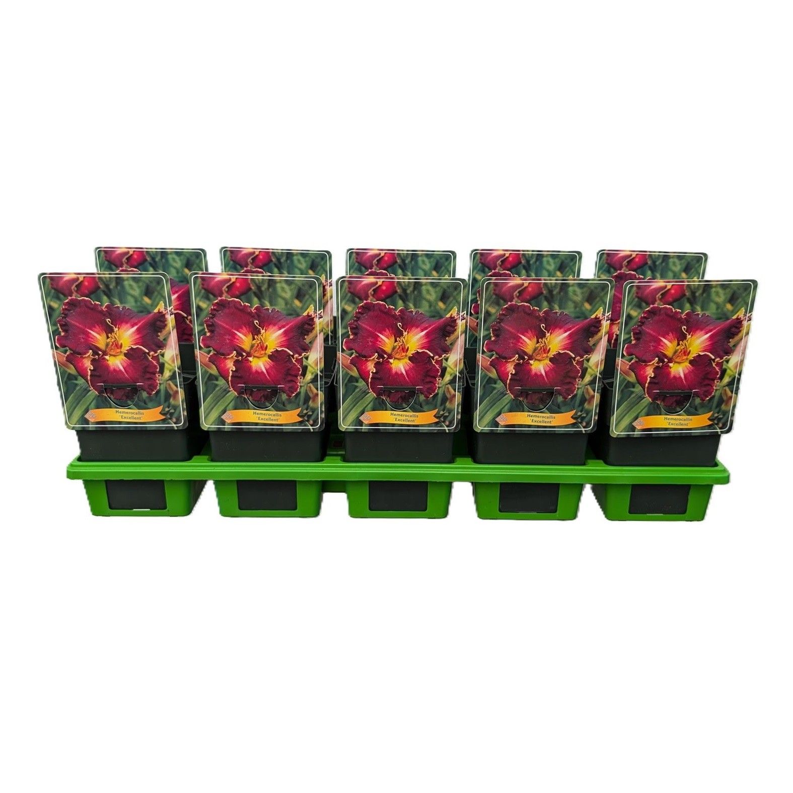 Hemerocallis 'Excellent' P11, D 11