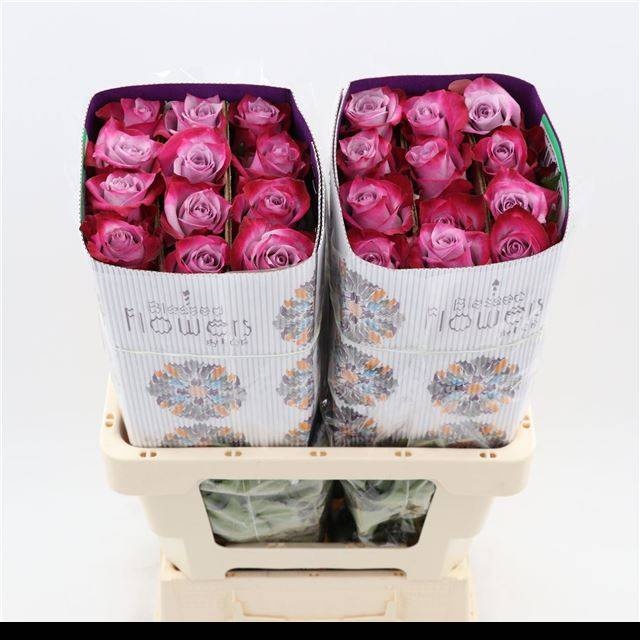 Роза од. Дип Перпл 70, шт.