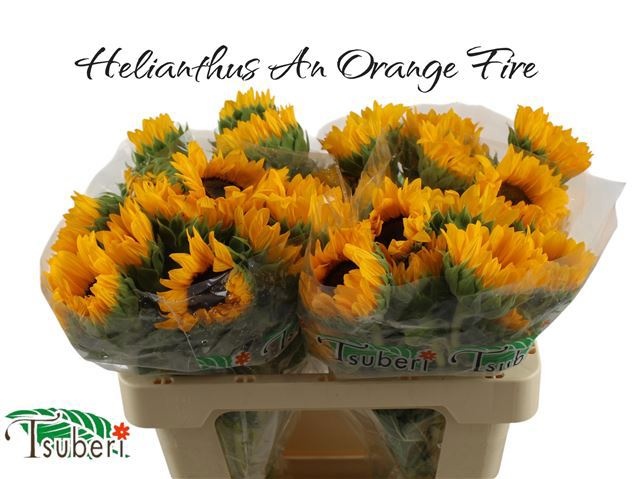 Гелиантус Оранж Фае 55 (оранж.), шт.
