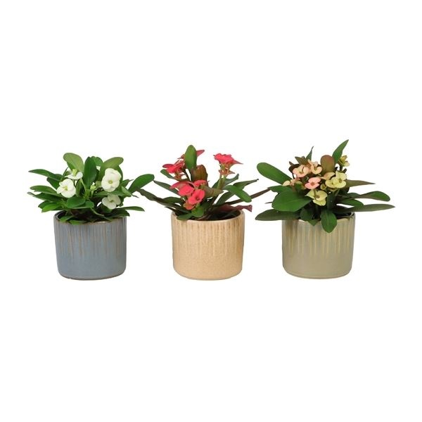 L 67006 With Euphorbia Milii 6 cm, D 6 cm