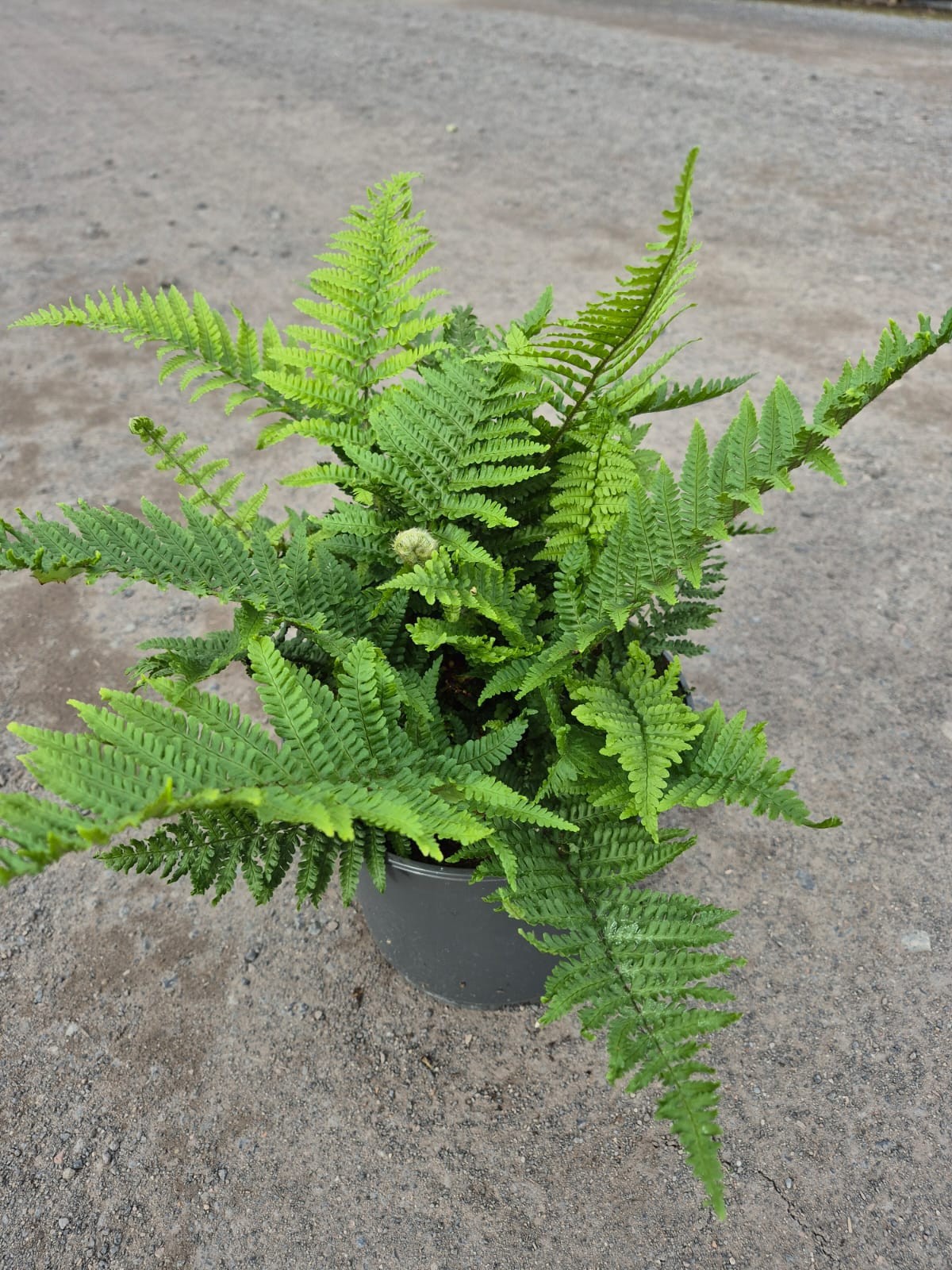 Dryopteris aff. 'Crispa', D 23