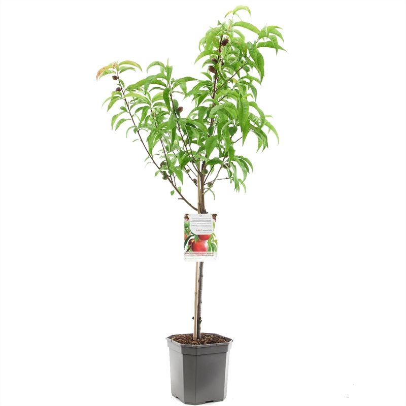 Prunus pers. nuc. M. Blanchet laag VERS GEPOT, Nectarine, D 24