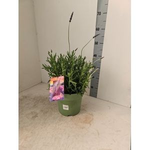715 ET : Pot 23 cm Lavendel Stoecha Dentata, D 23 cm 715 ET : Pot 23 cm Lavendel Stoecha Dentata, D 23 cm