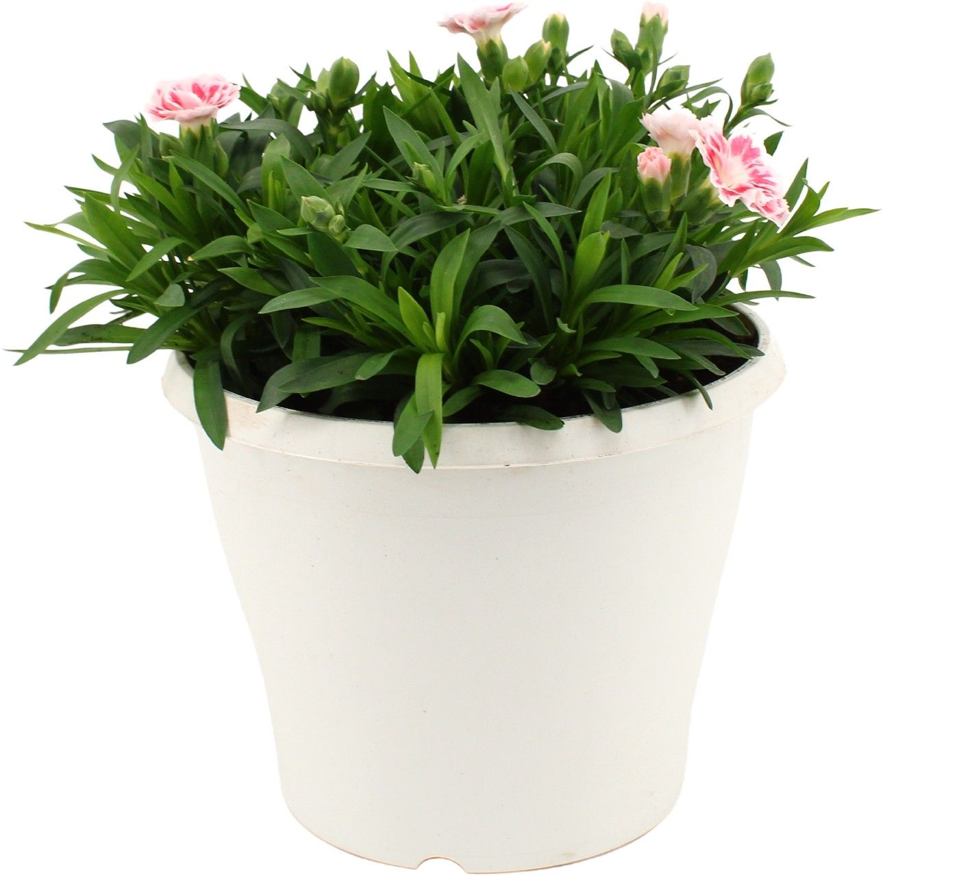 Hello Spring Dianthus Oscar in 19 cm Terras pot Wit, D 19