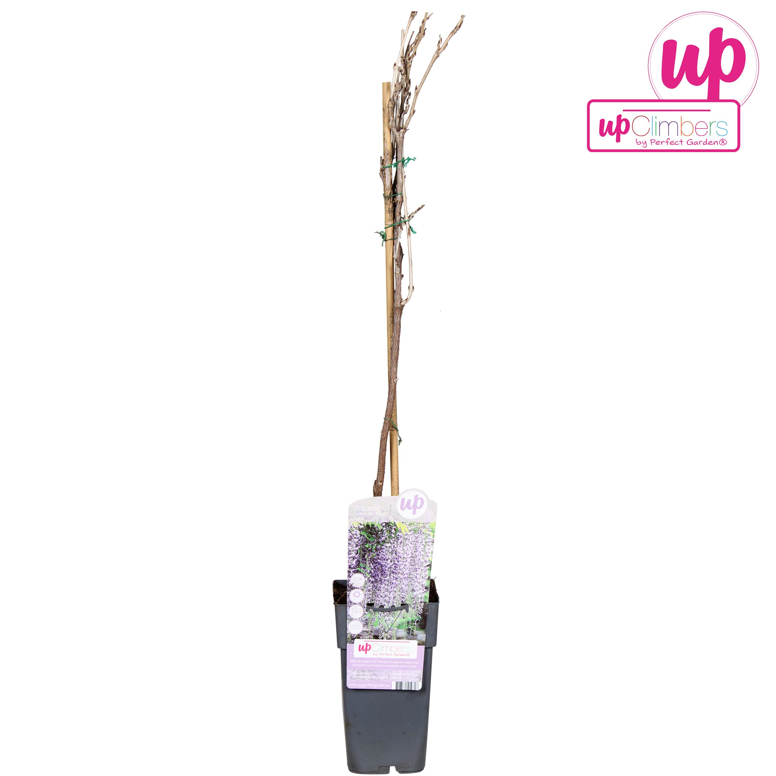 Wisteria floribunda Naga Noda P15, D 15 cm