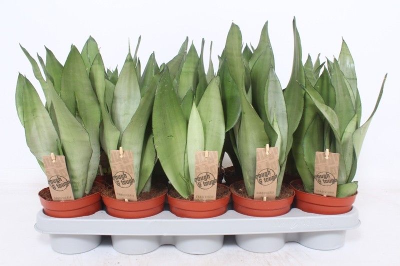 Sansevieria Moonshine, D 12