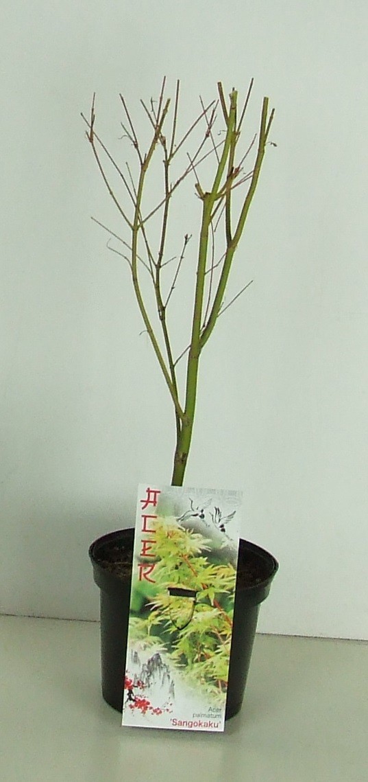 Acer palmatum 'Sangokaku' P19, D 19