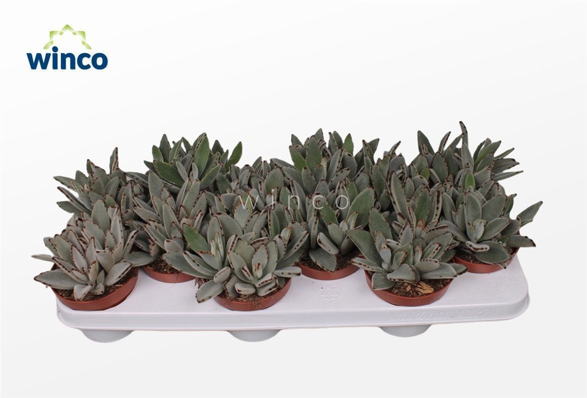 Kalanchoe Tomentosa, D 10,5