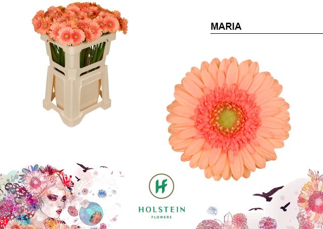 Гермини Мария, шт.