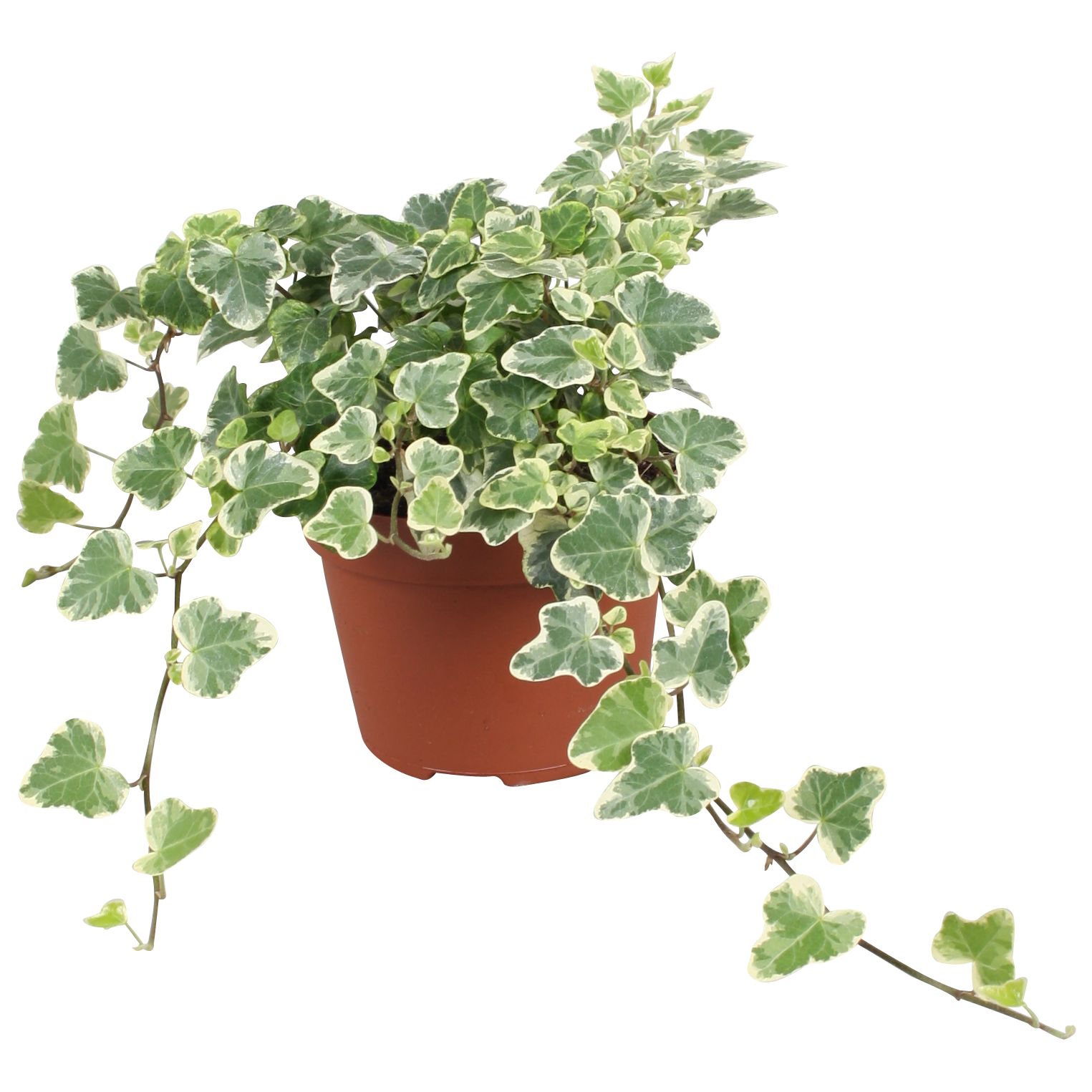 Hedera helix White Wonder, D 13