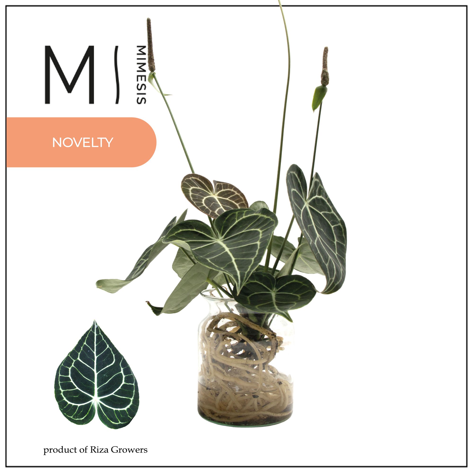 Mimesis Crystallium KARMA Clarinervium - Aqua Melkbus, D 12