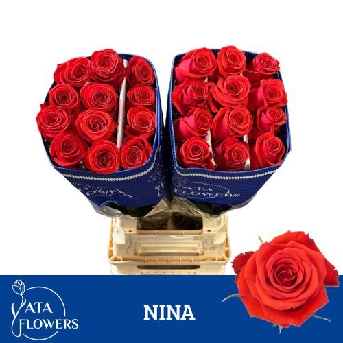 Роза од. Овериг 70, шт.