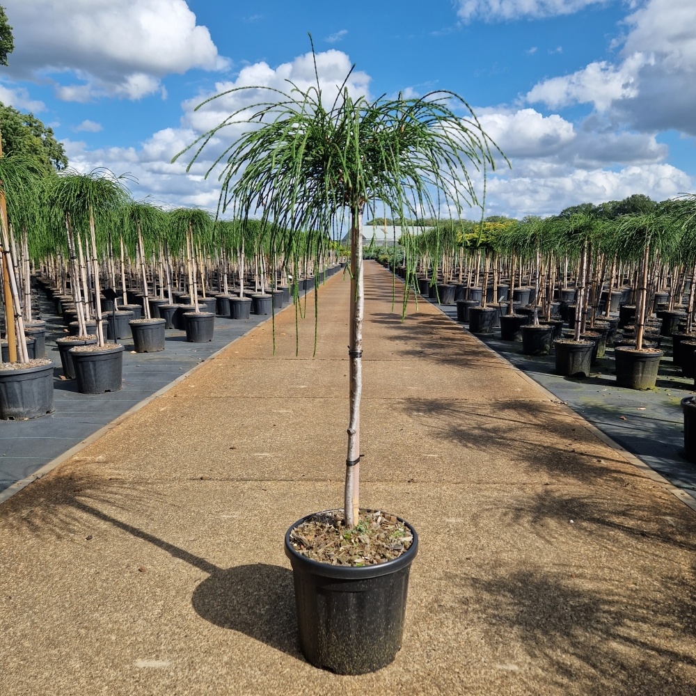 Thuja plicata 'Whipcord', D 26 cm