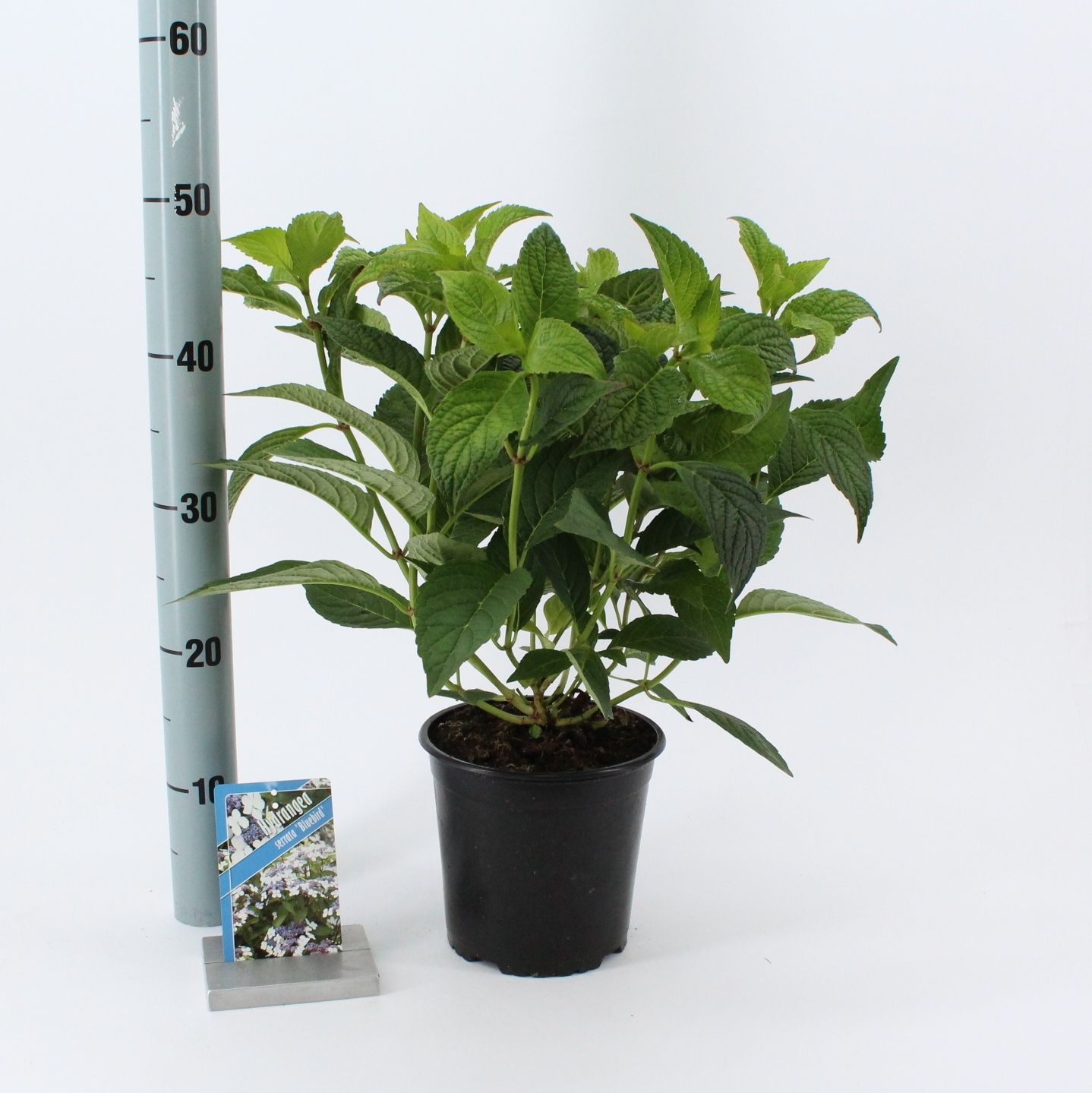 Hydrangea serr. 'Bluebird', D 17 cm