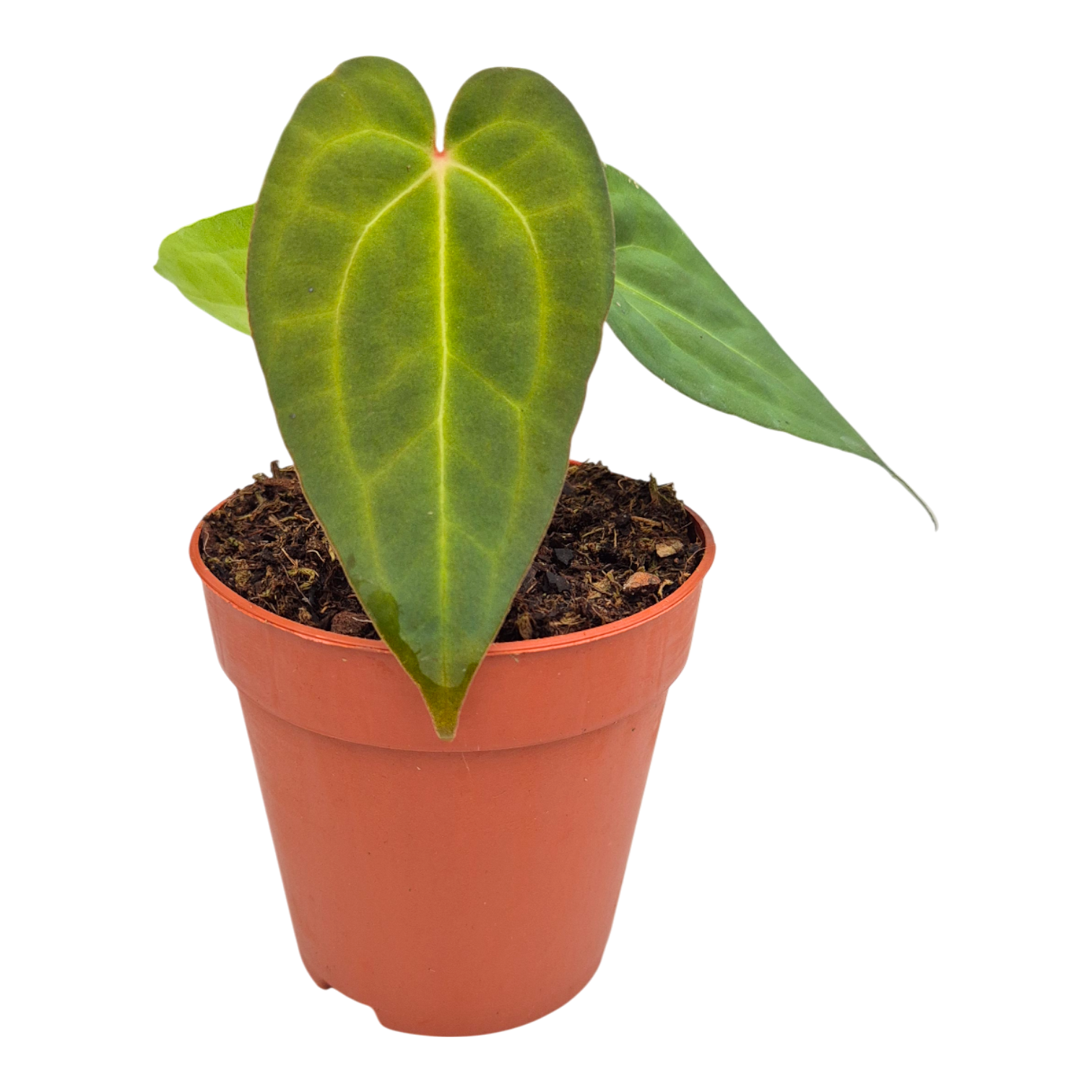 Anthurium Ace of Spades x Blue Papillilaminum, D 9