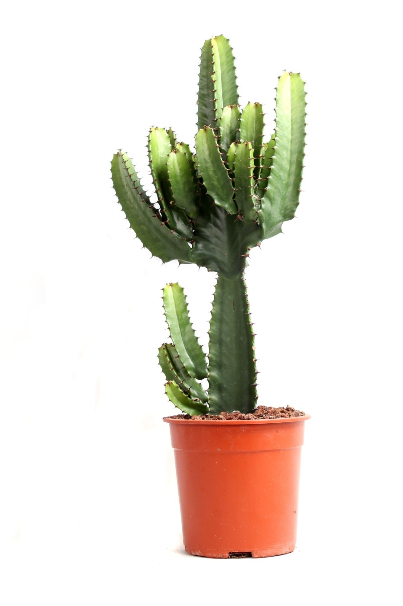 Euphorbia acruensis canarias 21 cm, D 21 cm