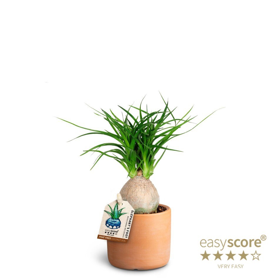 Raw Terracotta, Beaucarnea, D 7