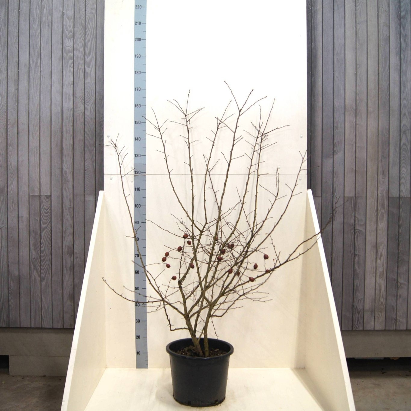 Mespilus germanica, D 40