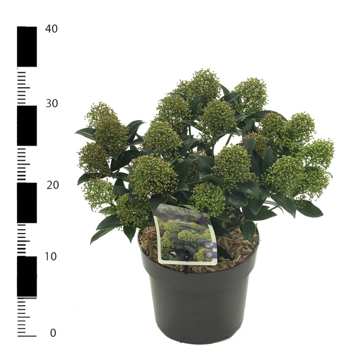 Skimmia jap. 'White Dwarf', D 17