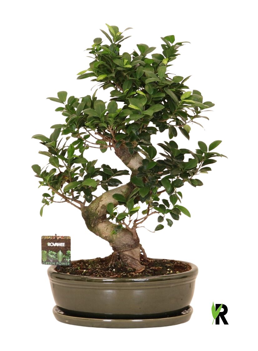 Ficus micr. S-type in keram. ovale schaal met schotel groen, D 35