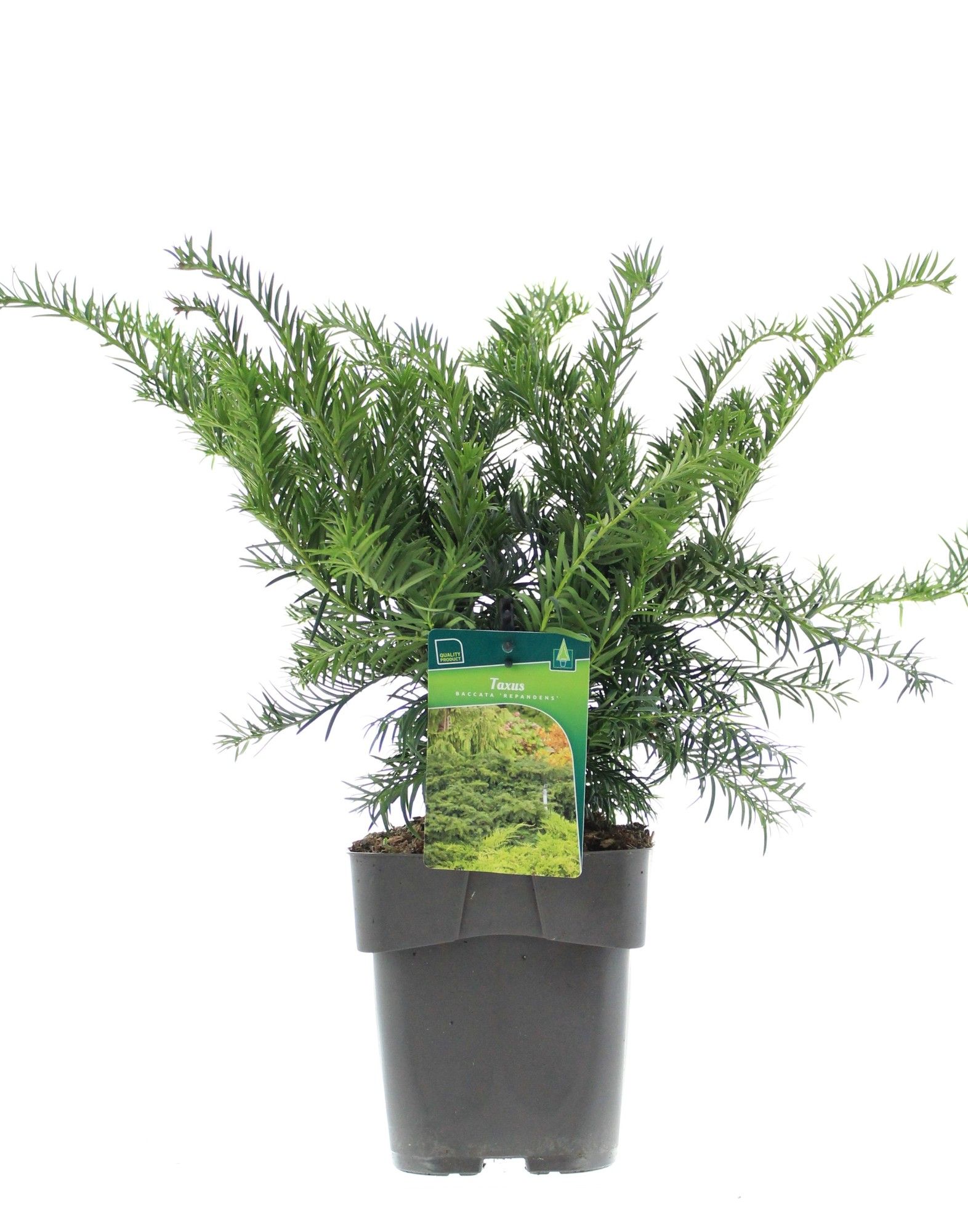 Taxus baccata 'Repandens', D 17