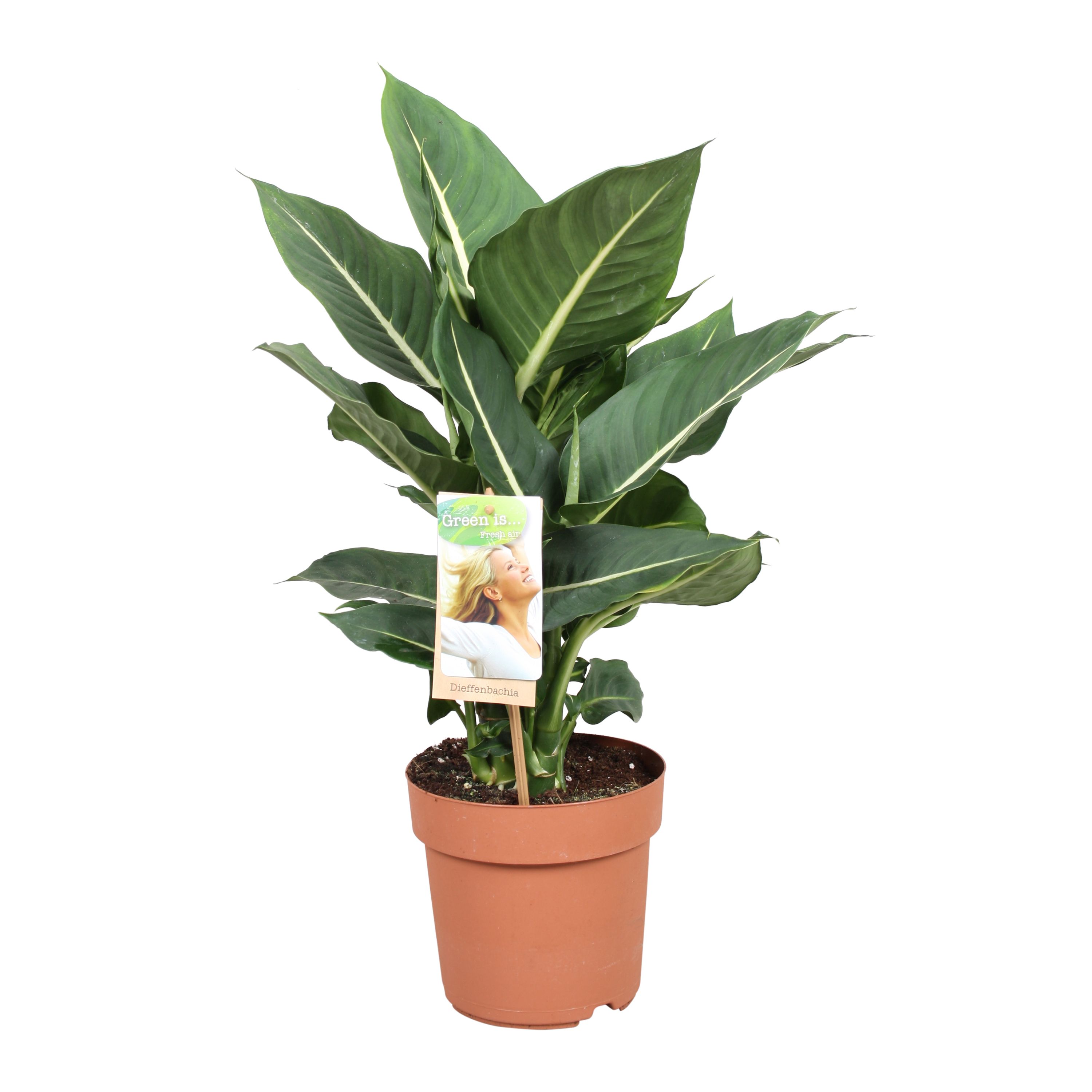 Dieffenbachia Green Magic, D 17