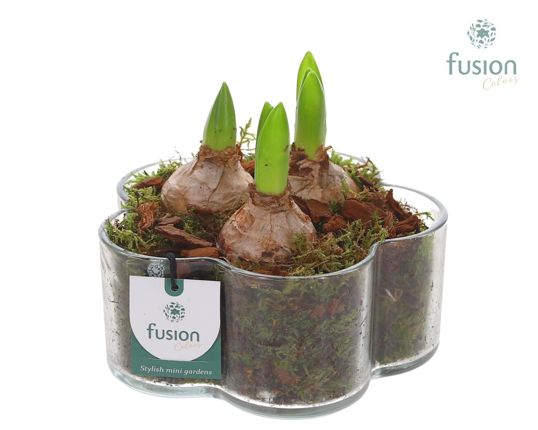 Glazen Bloemschaalmet Hyacinten, D 18