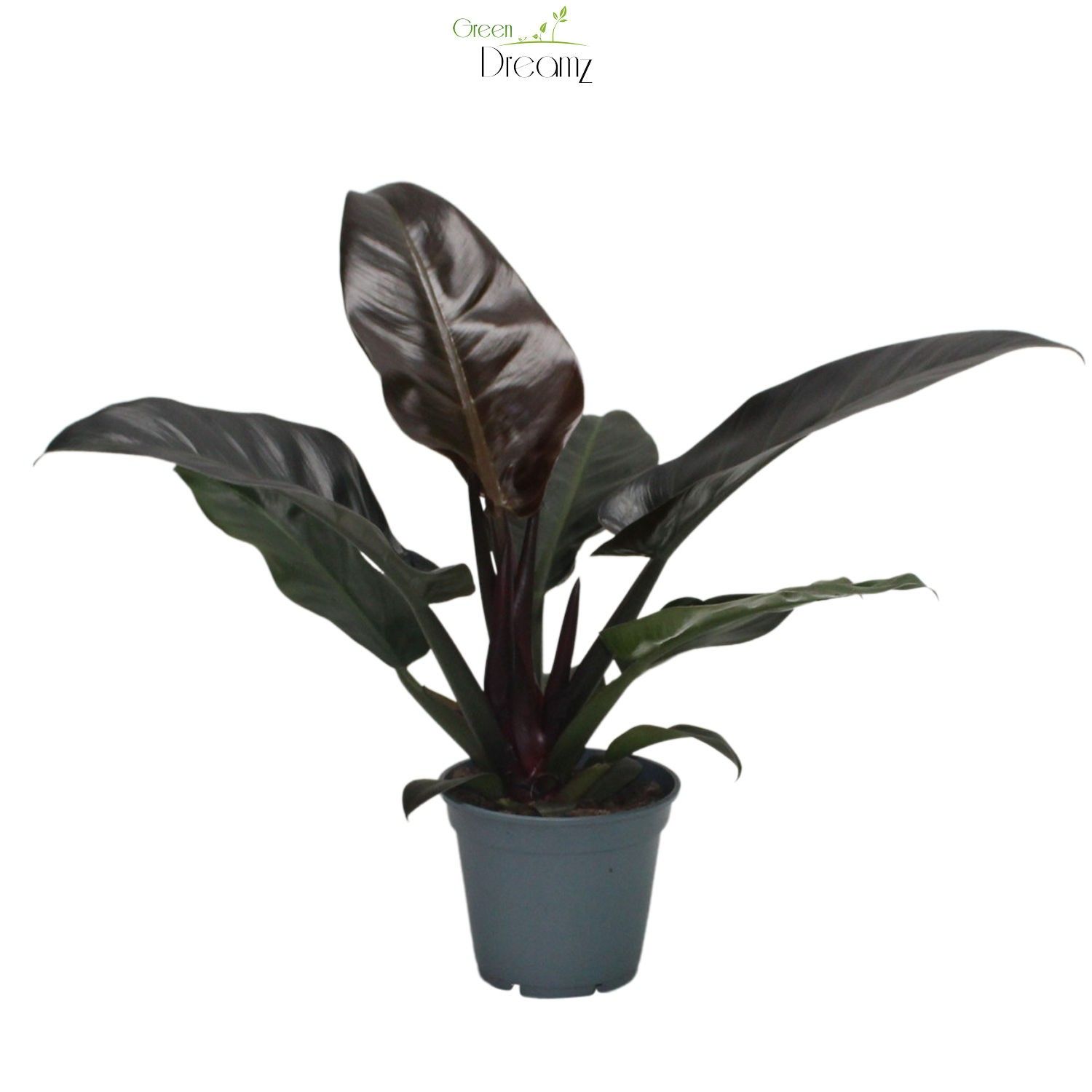 Philodendron 'Imperial Red', D 17