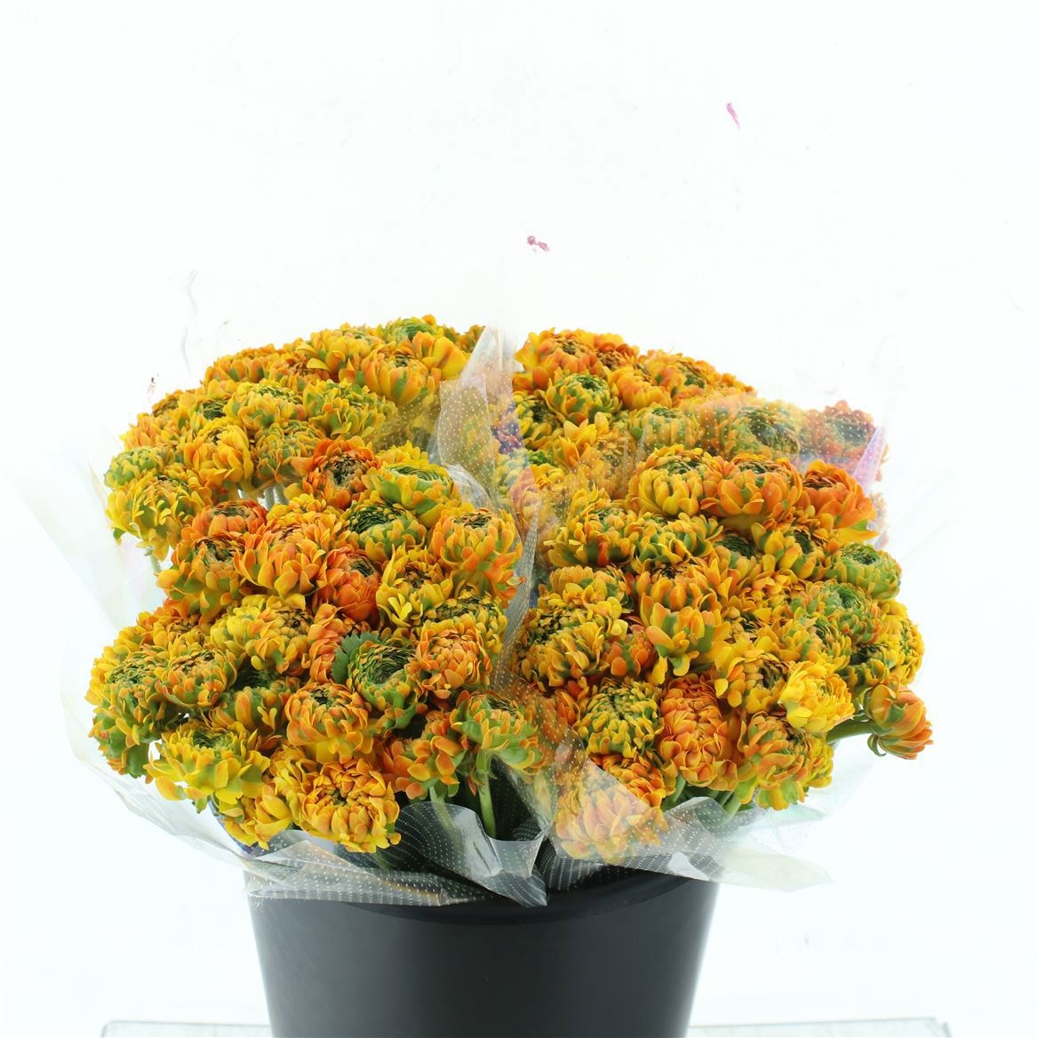 Ранункулус Пон Пон Мерлино 40, шт.