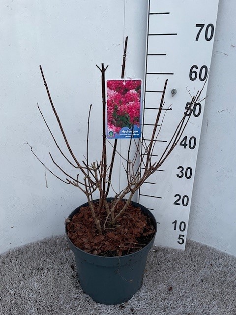 Hydrangea pan. Diamant Rouge 50-60 cm struik P26 C7,5, D 26