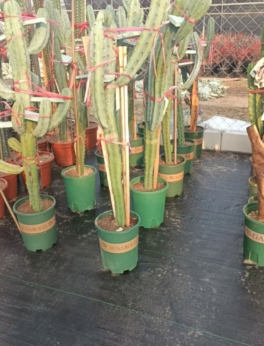 Кактус 32 160/180 32 160