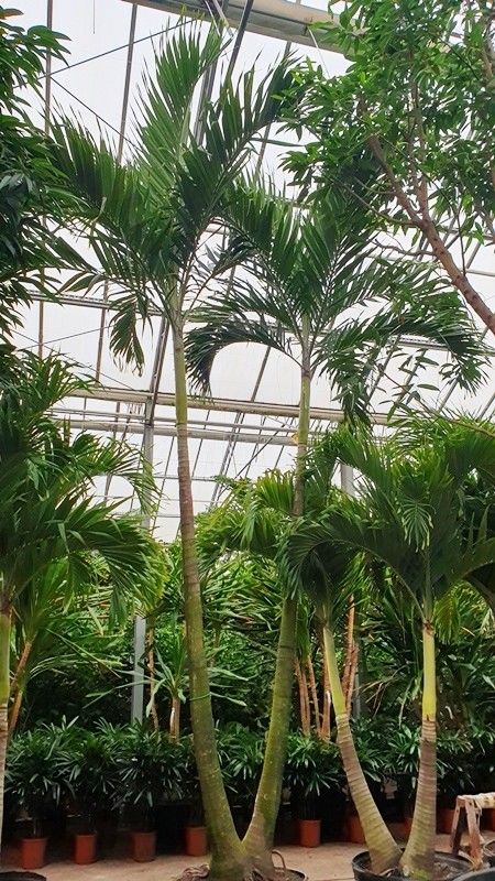 Veitchia merrillii 2pp, D 120