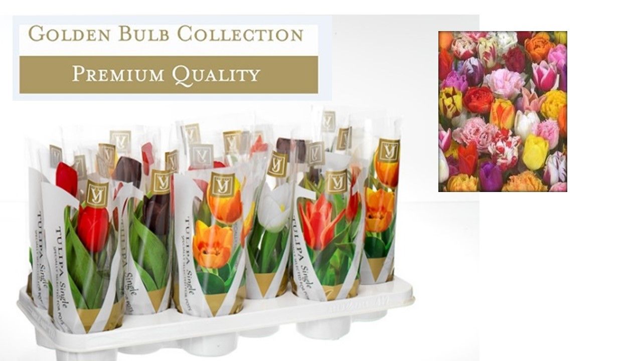 Tulipa gemengd +hoes, D 10