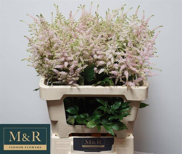 Астильба Европа 60, шт.