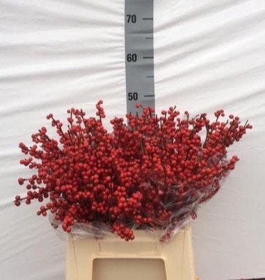 Илекс Красные ягоды 45, шт.