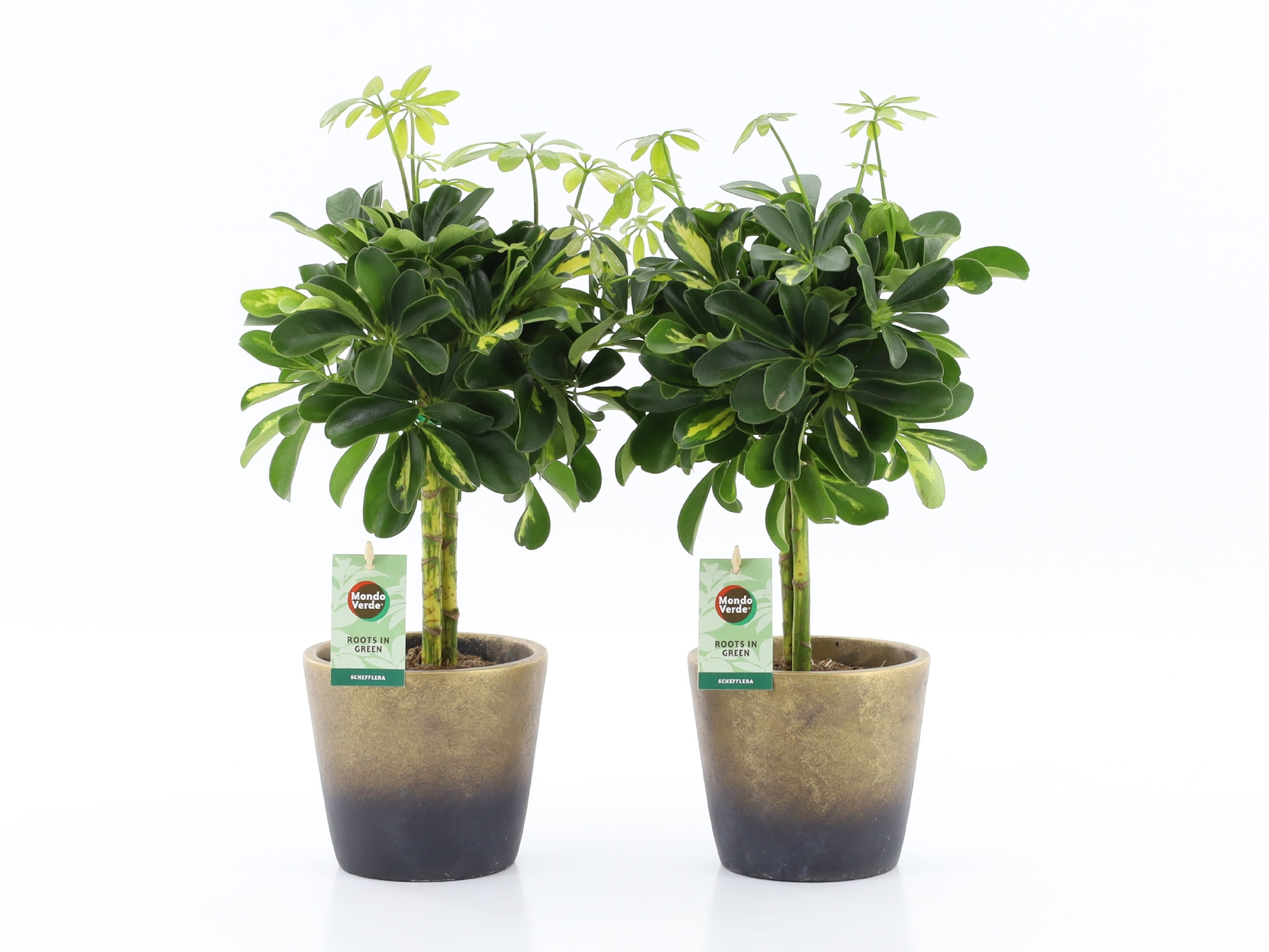 Schefflera Gold Capella in Lunar keramiek, D 13