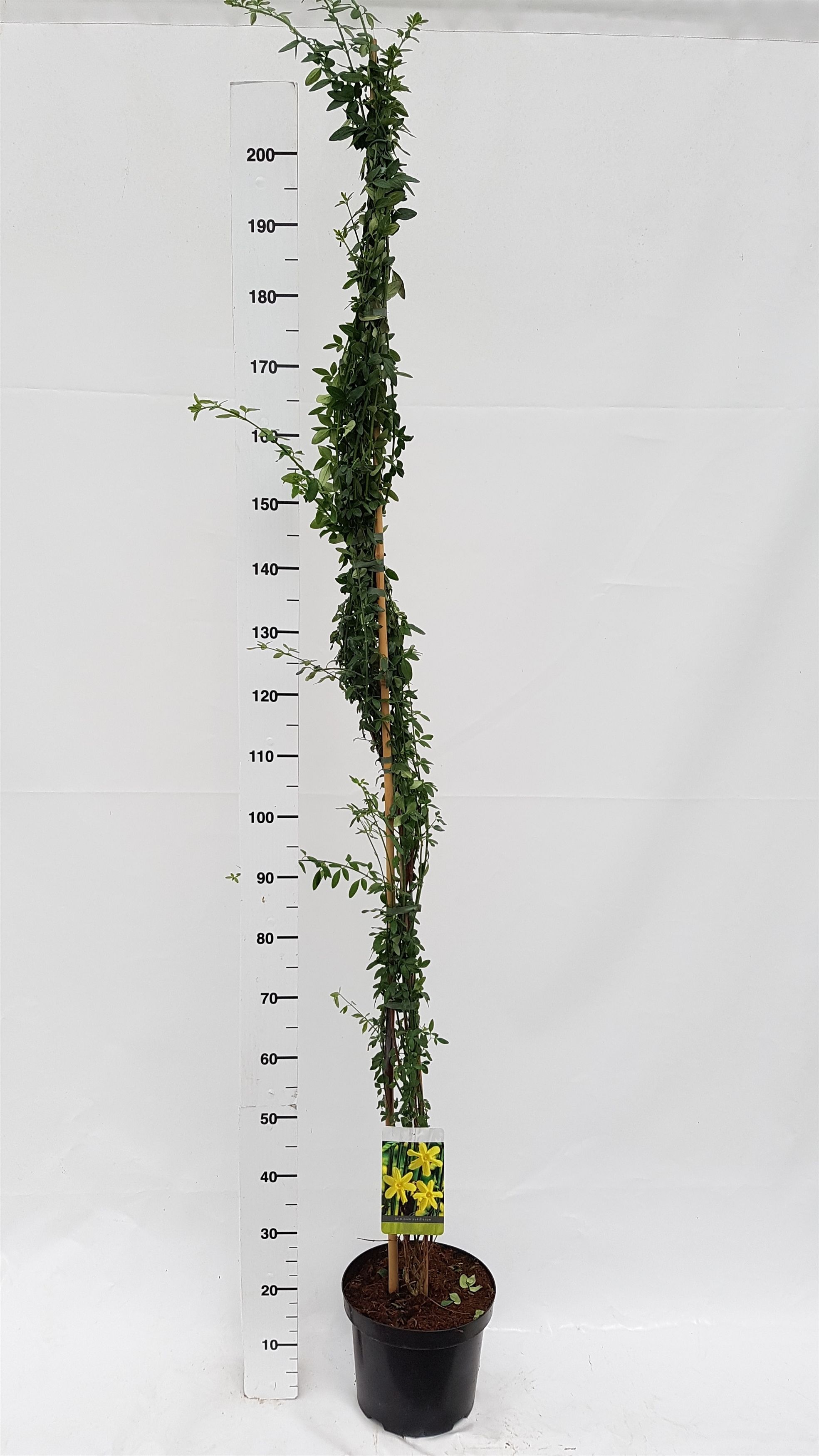 Jasminum nudiflorum, D 26